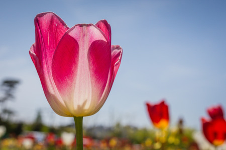 tulipの写真素材