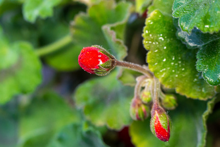 geraniumの写真素材