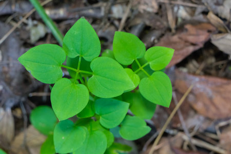 green leaf