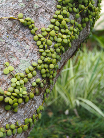 Bulbs like parasite plant growing on a large tree barkの写真素材