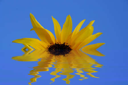 detail of a yellow sunflower and reflection in water in a blue backgroundの写真素材