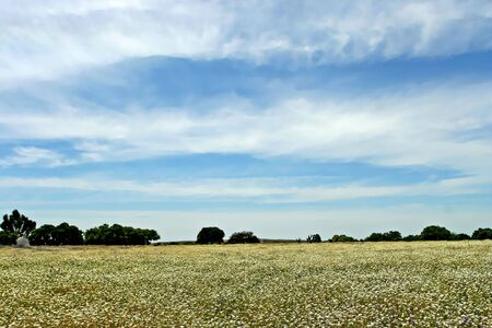 peaceful landscape in alentejo - portugal in springの写真素材