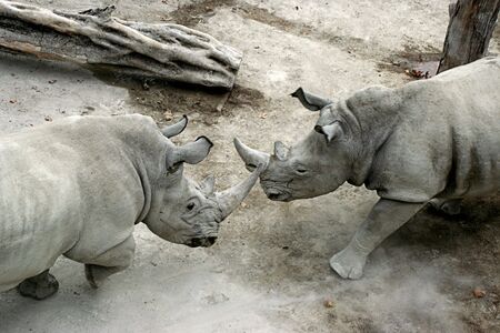 two rhino fighting in the zooの写真素材