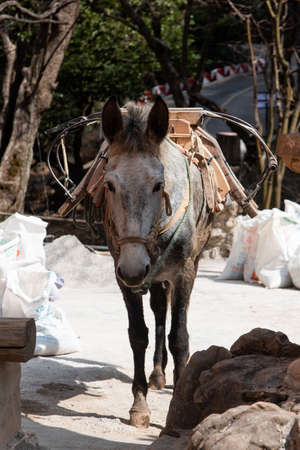 February 2019. Mules at the foot of the Baoxiang temple is also called the Shibao temple, which is located in the precipitous cliff of the mountain of Foding in Dalì.のeditorial素材