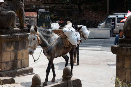 February 2019. Mules at the foot of the Baoxiang temple is also called the Shibao temple, which is located in the precipitous cliff of the mountain of Foding in Dalì.のeditorial素材