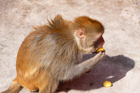 February 2019. Baoxiang temple is also called Shibao temple, which is located in the precipitous cliff of Foding mountain in Dali. Some foreigners studying in China may have heard that it is called the temple suspended in the air in Yunnan. Place populateのeditorial素材