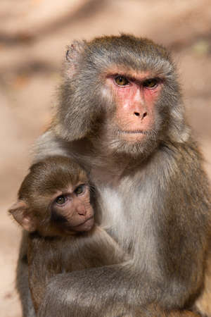 February 2019. Baoxiang temple is also called Shibao temple, which is located in the precipitous cliff of Foding mountain in Dali. Some foreigners studying in China may have heard that it is called the temple suspended in the air in Yunnan. Place populateのeditorial素材