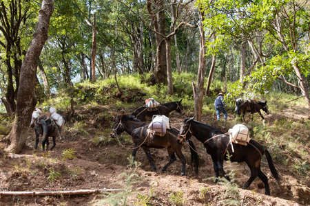 February 2019. Mules at the foot of the Baoxiang temple is also called the Shibao temple, which is located in the precipitous cliff of the mountain of Foding in Dalì.のeditorial素材