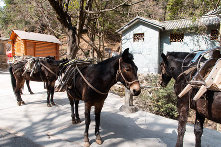 February 2019. Mules at the foot of the Baoxiang temple is also called the Shibao temple, which is...