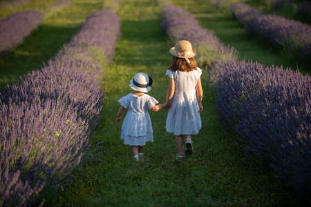 Beautiful little girl in a lavender field in Italyの写真素材