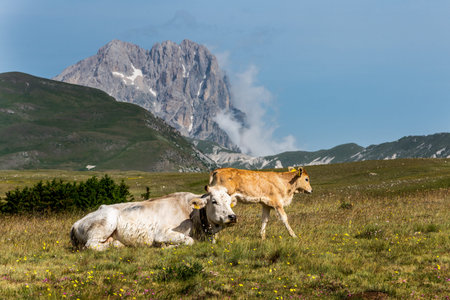 September 2021, free cows Gran Sasso and Monti della Laga National Parkのeditorial素材