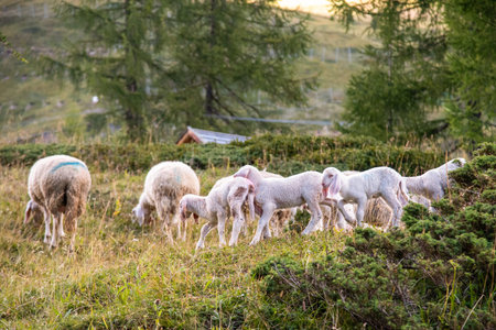 September 2021, Italy. Sweet lambs run in a green meadowのeditorial素材