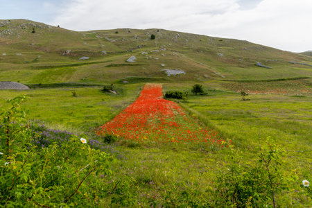 September 2021, Horses free in the Gran Sasso and Monti della Laga National Parkのeditorial素材