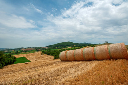 July 2022. Italy, Emilia Romagna, Beautiful landscape. Agricultural field. Round bundles of dry grass in the field against the blue sky. Bales of hay to feed cattle in winterのeditorial素材