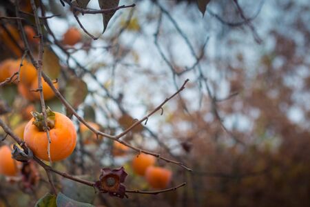 Autumnal background with persimmons on tree.の写真素材