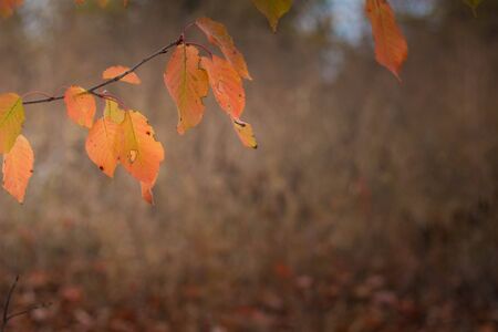 Autumnal background with orange leaves, with copy space.の写真素材