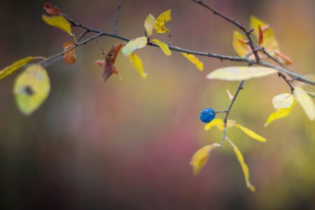 Blue berry on branch. Background wallpaper with copy space.の写真素材