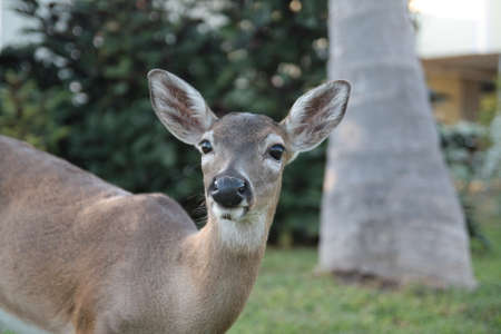 Key deer portrait, Florida keys, USA.の写真素材