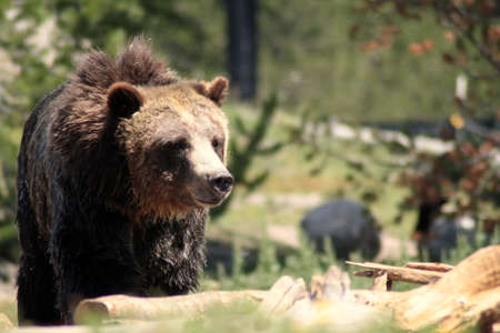 Female grizzly bear, USA. With copy space. Wildlife icon.の写真素材