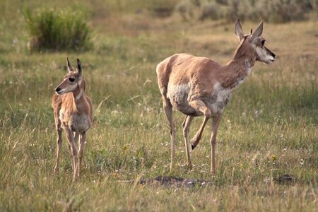 Antelope mother and calf in Custer State Park prairie.の写真素材