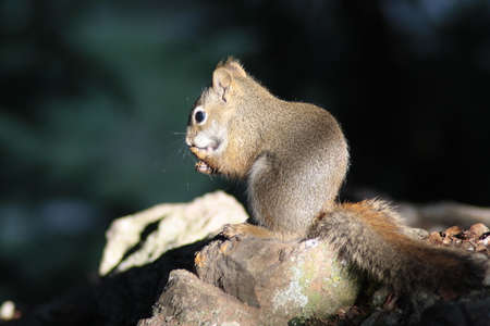 Red squirrel eating a nut standing on a rock. profile portrait.の写真素材