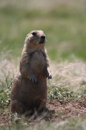 prairie dog standing out of its den on alert. Wyoming, USA.の写真素材