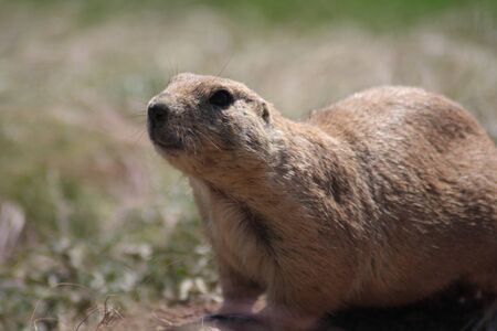 prairie dog portrait.の写真素材