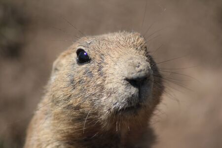 prairie dog close up portrait.の写真素材