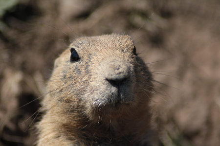 prairie dog close up portrait.の写真素材