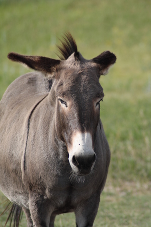 Wild brown donkey in Custer State park, South Dakota.の写真素材