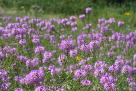 Purple, lilac, cornflowers fieldの写真素材