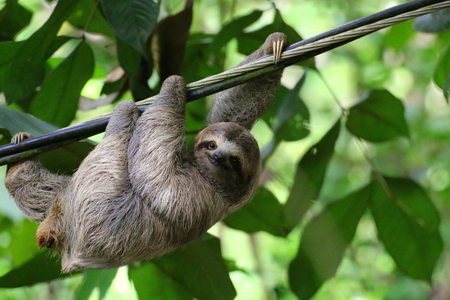Young Brown-throated Sloth (Bradypus variegatus) hanging on a cable, Costa Rica.の写真素材