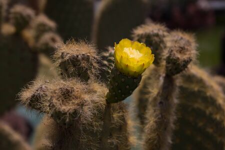 Yellow cactus flower. Lanzarote, Spainの写真素材