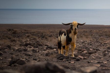Cabra majorera or Fuerteventura goat (Capra aegagrus hircus) wandering alone on rocky beach, Fuerteventura, Spain. With copy space.の写真素材