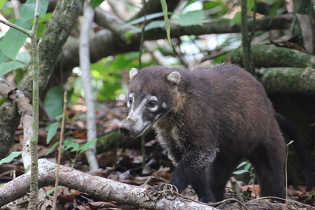 white-nosed coati (Nasua narica), also known as the coatimundi. Corcovado national park, Costa Ricaの写真素材