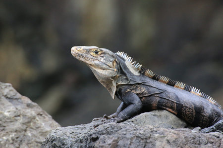 Iguana portrait profile on a rock. Manuel Antonio, Costa Rica.