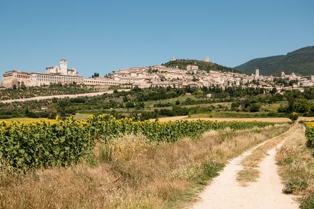 Sunflower field with country road. Assisi, Italy.のeditorial素材