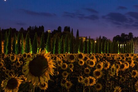 A sunflower field at dusk under a beautiful indigo sky. Umbria, Italy.の写真素材