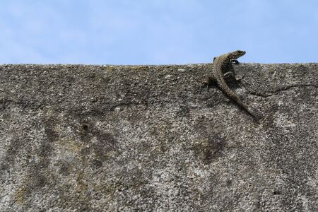 Lizard on a cement wall with blue sky background. Wallpaper or background with copy space.の写真素材