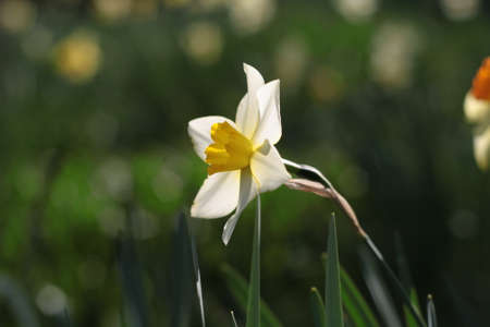 Yellow and white daffodil close up, isolated in the green background.の写真素材
