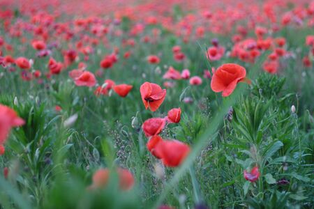 Poppy field background, wallpaper. Poppies flowers.の写真素材