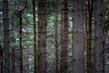 Pine trees pattern on Mottarone, VB, Piedmont, Italy. Wallpaper, background.の写真素材