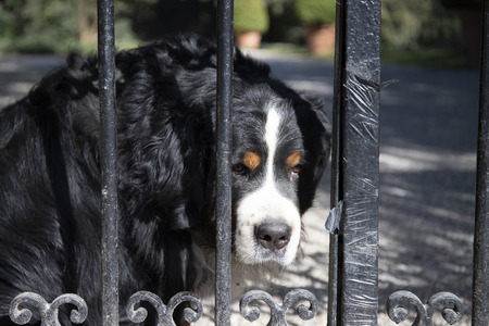 Bernese Mountain Dog portrait looking through a cast gate bars with sad, guilty expression.の写真素材