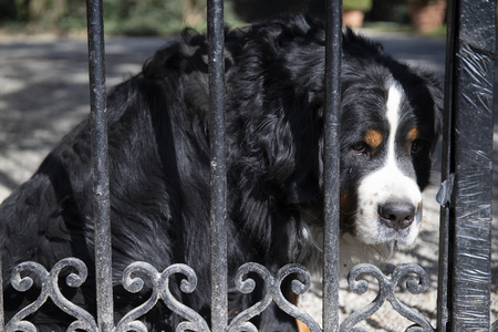Bernese Mountain Dog portrait looking through a cast gate bars with sad guilty expression.の写真素材