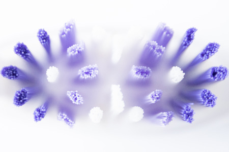 Macro Top view of a blue and white tootbrushの写真素材