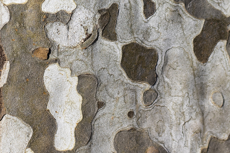 the typical patches of the plane tree bark form a military camouflage pattern.の写真素材