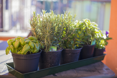 Some black pots in a row,  containing aromatic plants typical of the mediterranean diet. Outdoor shot, morning light.の写真素材
