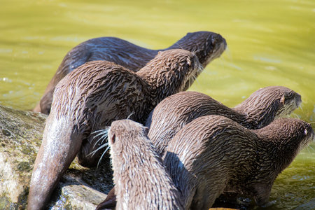 A group of adults of Asian small-clawed otters on the river side. Back view.の写真素材