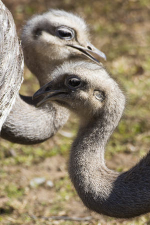 Two adults of Darwin's rhea (Rhea pennata), also known as the lesser rhea, with crossed heads, detail.の写真素材