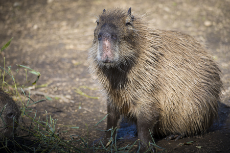 Portrait of an adult capybara (Hydrochoerus hydrochaeris) sitting on the ground and looking at camera.の写真素材